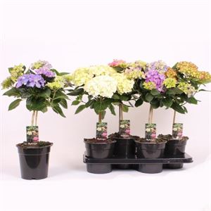 Afbeelding van Kp17 Hortensia Divers